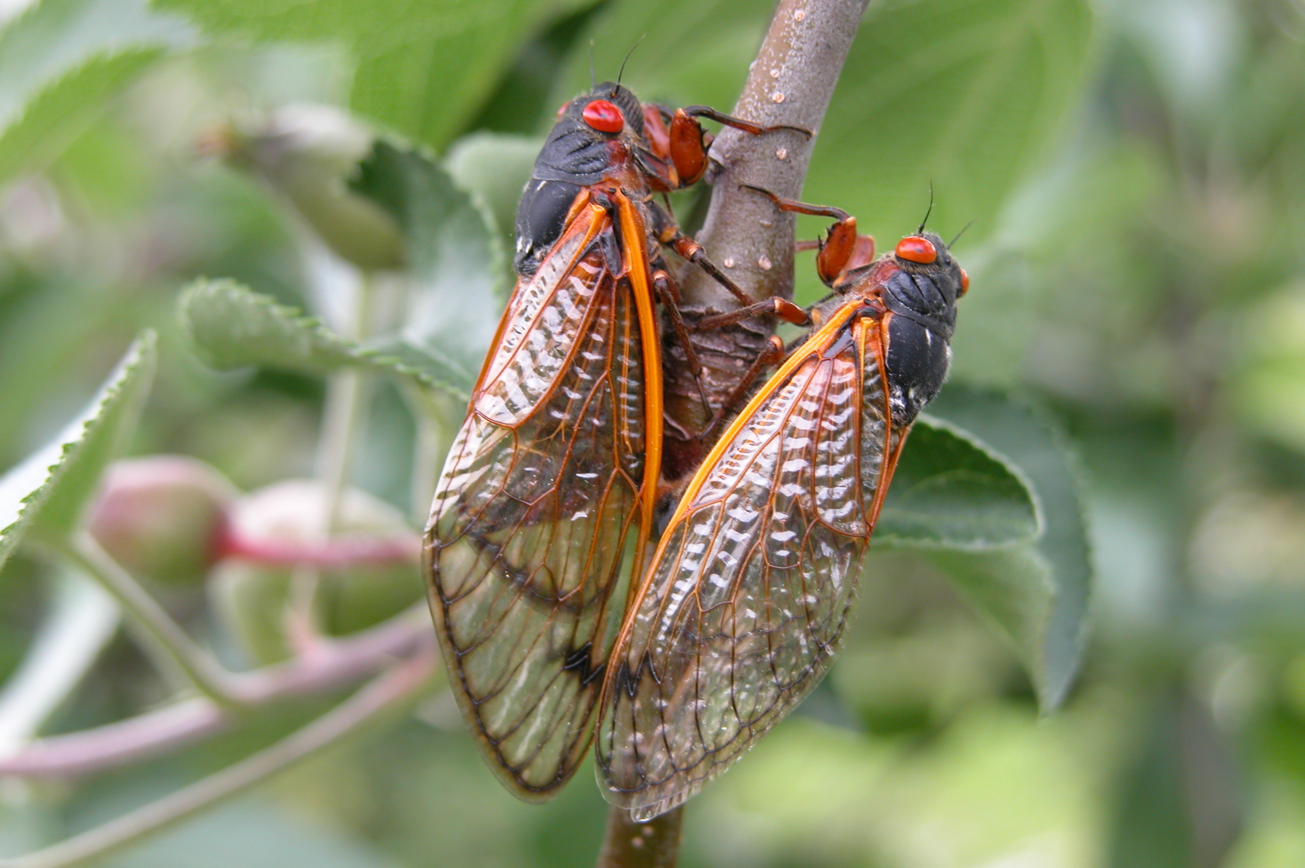 Cicada Mating Pair