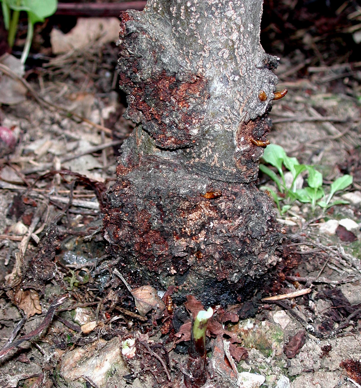 Dogwood Borer Pupal Cases