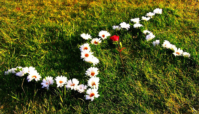 Daisies On Grass Formed Into Vt Insignia With A Red Rose